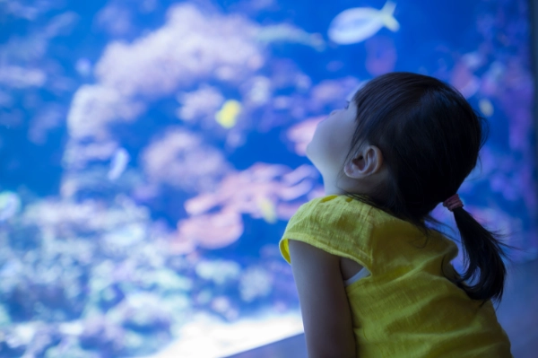 Little Girl At The Aquarium 600X400