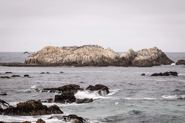 California San Diego Bird Rock 600X400